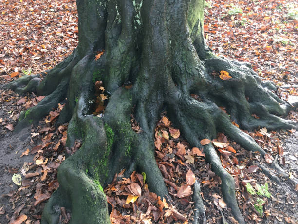 Roots and base of an old deciduous tree in autumn.