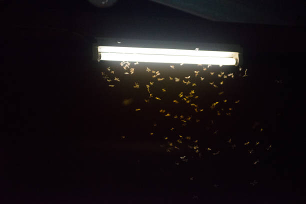 istock moth flying in the fire ,the neon light in night time, it's raining time. 1188871522
