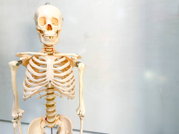 istock Artificial human skeleton in a school classroom. A whiteboard is in the background. 1188871874