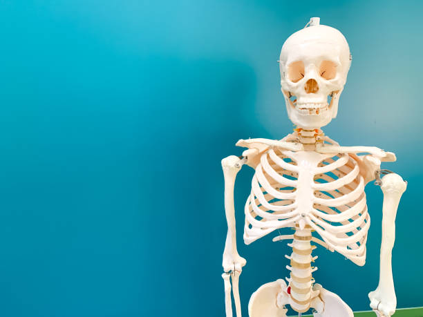 istock Artificial human skeleton in a school classroom. A green chalkboard is in the background. 1188871883