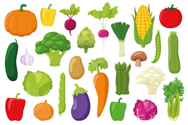 коллекция овощей: набор из 26 различных овощей в мультипликационном стиле вектор иллюстрация - onion stock illustrations
