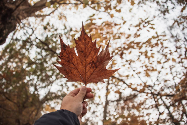 istock Hand holding a leaf in autumn colors in a forest 1188873194