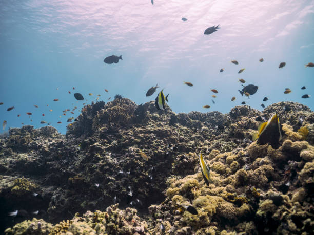 istock Diving in gili islands 1188873956