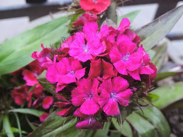 Photo of Garden flowering plant- Dianthus barbatus. Family- Caryophyllaceae. Common name- Sweet William. It has become a popular ornamental garden plant. It is herbaceous biennial or short-lived perennial.
