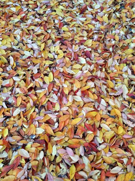 istock Rainbow leaves on the ground 1188875418