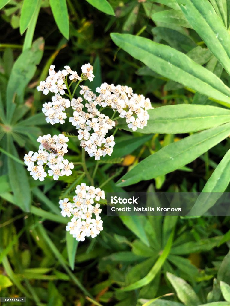 Las Flores Blancas Comunes De Yarrow Cierran La Vista Superior Sobre El Fondo Floral De Hierba Borrosa Verde Enfoque Selectivo Hierba Silvestre Medicinal Yarrow Concepto De Plantas Médicas Foto de stock y Las Flores Blancas Comunes De Yarrow Cierran La Vista Superior Sobre El Fondo Floral De Hierba Borrosa Verde Enfoque Selectivo Hierba Silvestre Medicinal Yarrow Concepto De Plantas Médicas Foto de stock y