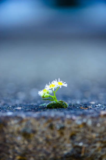 istock Little Daisy Flower on Dry Soil 1188877296