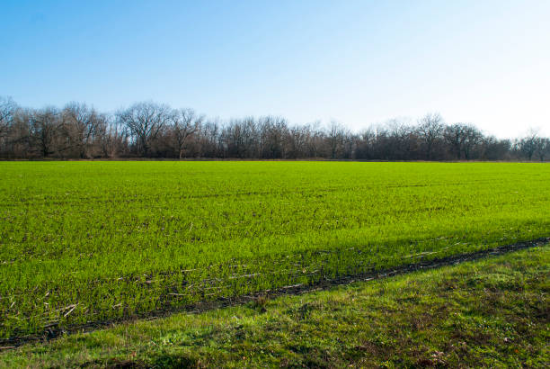 istock Green sprouts on the field and blue sky 1188877400