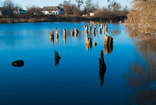 Dry trees in the water