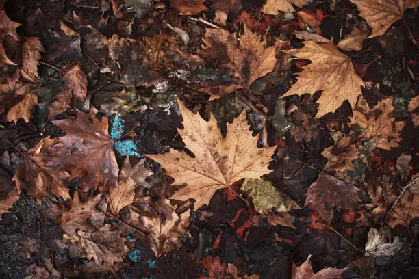 Photo of Texture of fallen leaves in autumn