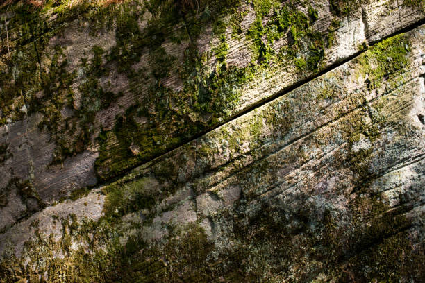 Rock surface covered by lichen