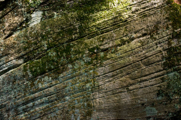Rock surface covered by lichen