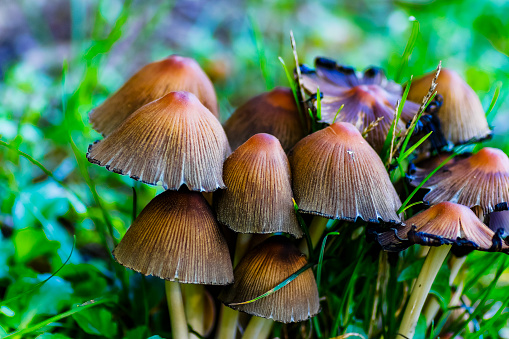 Beautiful Closeup of Forest Mushrooms. Gathering Mushrooms. Mushrooms Photo, Forest Photo, Forest Background