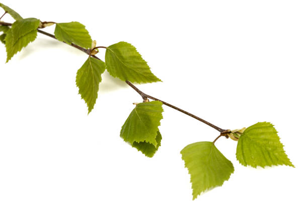istock Birch branch isolated on a white background 1188880043