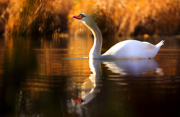 Free picture: swan, swamp, aquatic plant, wilderness, natural habitat ...