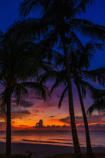 istock Sunset and palms - nature background 1188885037