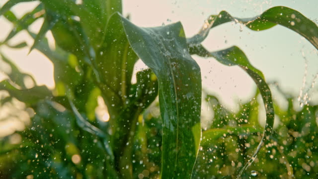 SUPER SLO MO Watering corn plants on the field