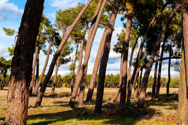 istock Land of pine trees, leafy forest, pine trees with resin trees. 1188889558