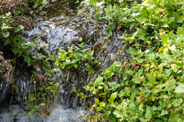 istock Autumn stream flowing through the park, Chiba, Japan 1188889582