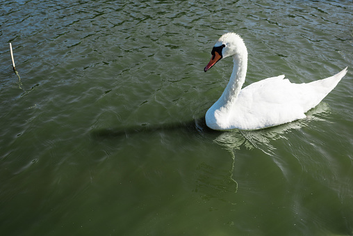 white and wild swan swimming in lake in summertime