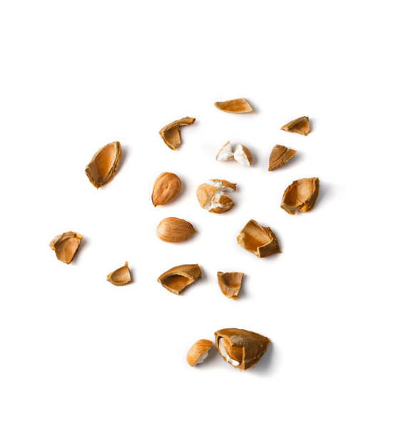 istock Dry Apricot Kernels and Nutshell Isolated on White Background 1188890599