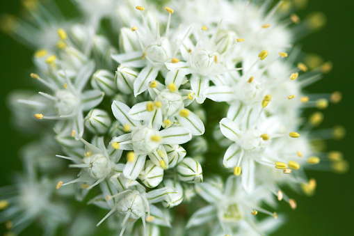 Close up of bigflower tellima (tellima grandiflora) flowers in bloom