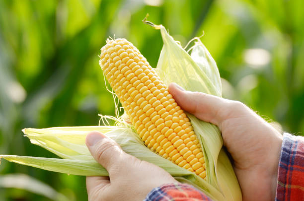istock Harvest ready unwrapped corn cobs in farmer's hands closeup 1188893610