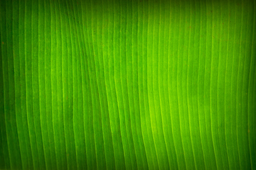 Macro image of leafs