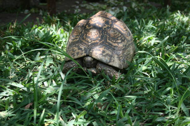 istock Close-up tortoise - closeup tortoise 1188895528