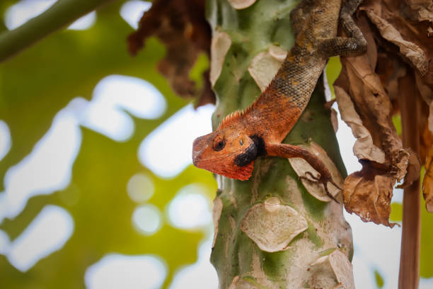 The oriental garden lizard, eastern garden lizard, bloodsucker or changeable lizard (Calotes versicolor) is an agamid lizard found widely distributed in Indo-Malaya. It has also been introduced in many other parts of the world. el lagarto jardín oriental, lagarto jardín oriental, chupasangre o lagarto cambiante (calotes versicolor) es un lagarto agamid encontrado ampliamente distribuido en indo-malaya. también se ha introducido en muchas otras partes del mundo.