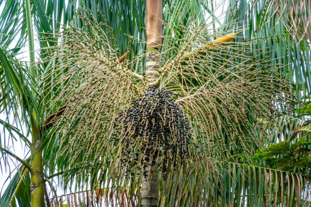 istock Acai palm tree with acai berry bunch in the amazon rainforest. 1188900940