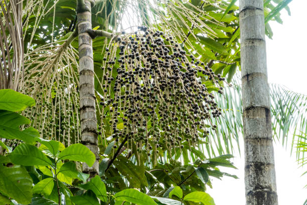 istock Acai palm tree with acai berry bunch in the amazon rainforest. 1188900959