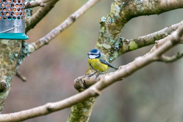 istock A male Blue Tit on a branch beside a nut feeder 1188901239