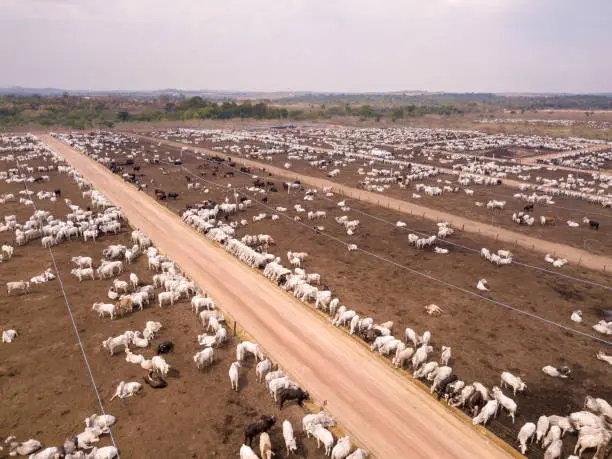 Photo of Aerial drone view of many oxen grazing on sunny summer day on feedlot cattle farm in Amazon, Para, Brazil.