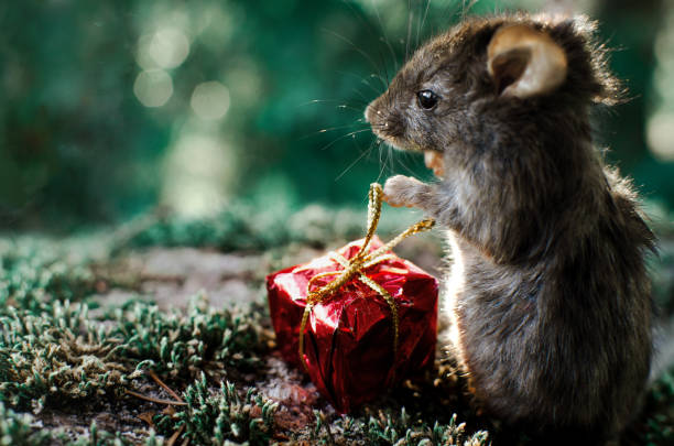 Une jeune souris mignonne avec le cadeau - Photo