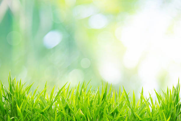istock Spring or summer and grass field with sunny background 1188901922