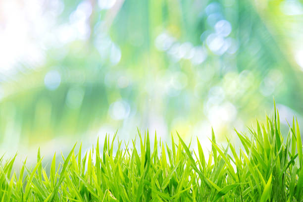 istock Spring or summer and grass field with sunny background 1188901938