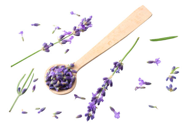 istock lavender flowers isolated on white background. top view 1188903741