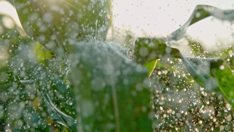 SUPER SLO MO Raindrops falling on green leaves of corn plants