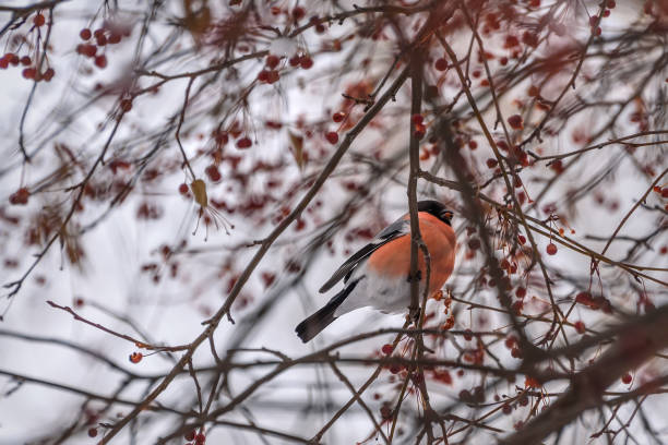 istock bullfinch apple tree snow branches winter 1188905374