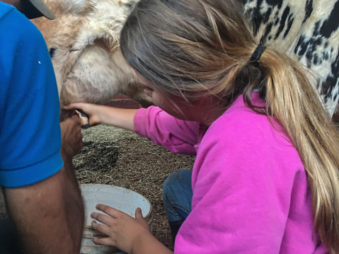 A blond 10 year old girl is holding a cow’s udder, in order to learn how to milk it.

Holidays at the countryside/ holidays at a farm