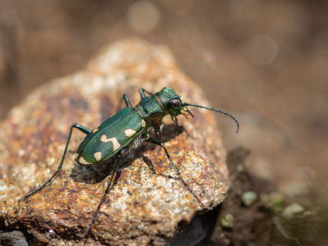 A green tiger beetle (Cicindela gallica) on the ground, on a sunny day in summer, Italian alps (South Tyrol, Italy)