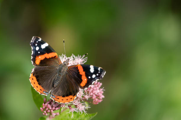 istock A red admiral butterfly (Vanessa atalanta) sitting on a flowe 1188908658