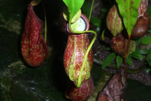 istock Kannenpflanze - Nepenthes 1188909738