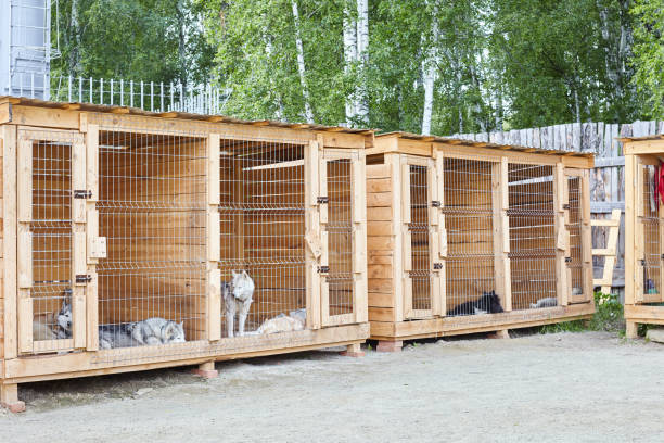 istock Dog kennel with Siberian Husky. 1188913780