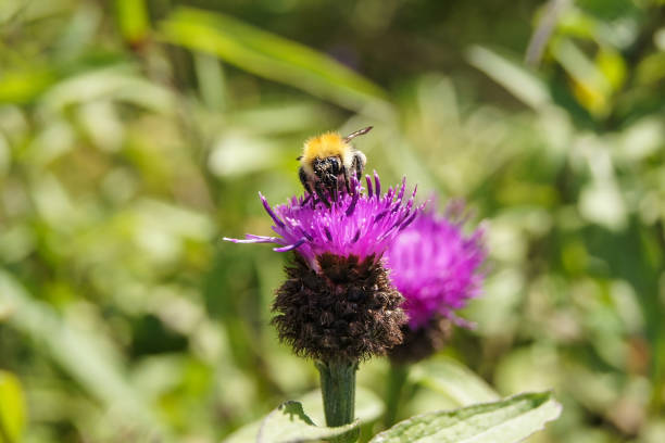 istock A bumblebee on a pink thistle flower 1188914535
