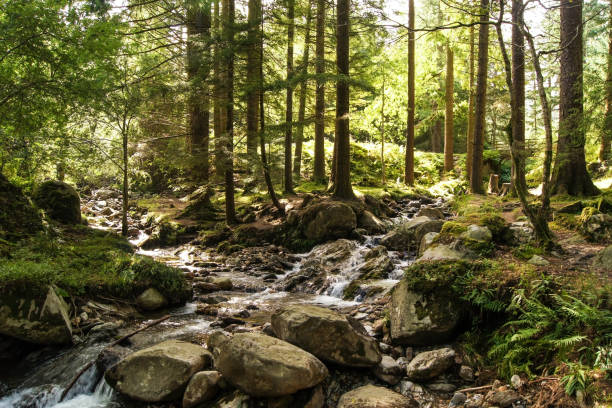 istock The forrest and a stream in Glendalough in Ireland 1188914565