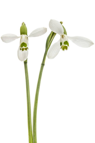 istock Two flower of snowdrop isolated on white background 1188915428