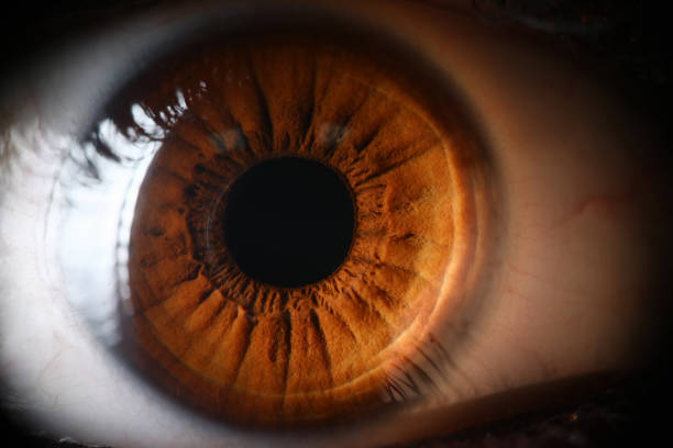 istock Human brown eye supermacro closeup 1188917083