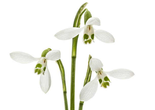 istock Three flower of snowdrop isolated on white background 1188917167